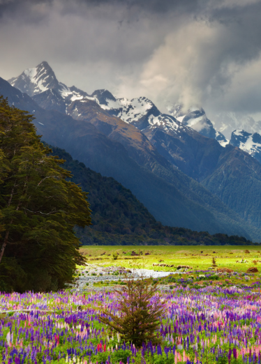 Valley of Flowers Trek